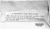 Seimatosporium tostum image
